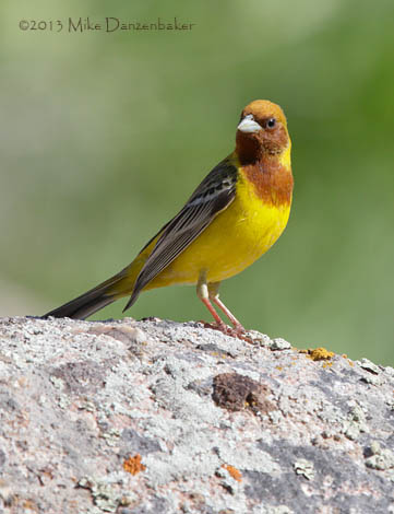 Red-headed Bunting (Emberiza bruniceps) photo