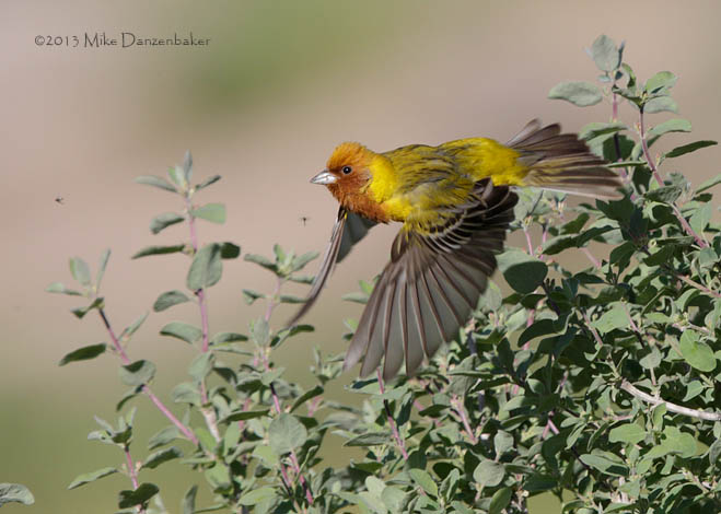 Red-headed Bunting (Emberiza bruniceps) photo