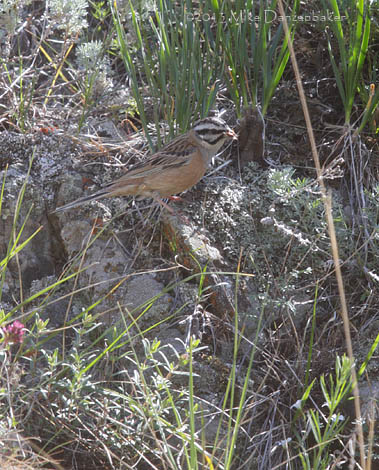 Rock Bunting (Emberiza cia) photo