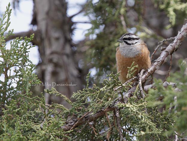 Rock Bunting (Emberiza cia) photo