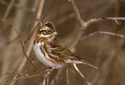 Rustic Bunting (Emberiza rustica) photo image