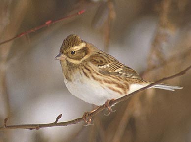 Rustic Bunting (Emberiza rustica) photo image