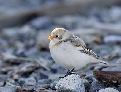 Snow Bunting (Plectrophenax nivalis) photo
