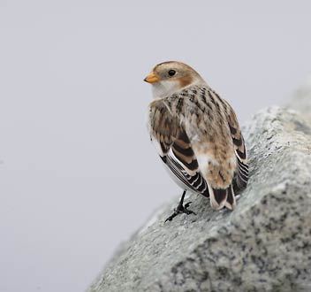 Snow Bunting (Plectrophenax nivalis) photo