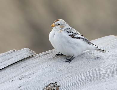 Snow Bunting (Plectrophenax nivalis) photo
