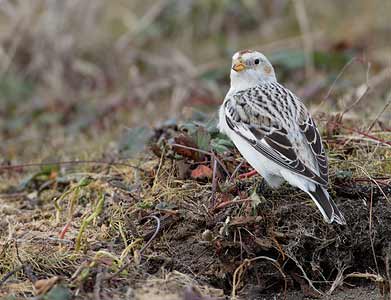 Snow Bunting (Plectrophenax nivalis) photo