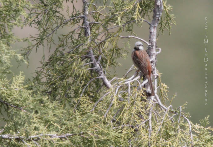 White-capped Bunting (Emberiza stewarti) photo