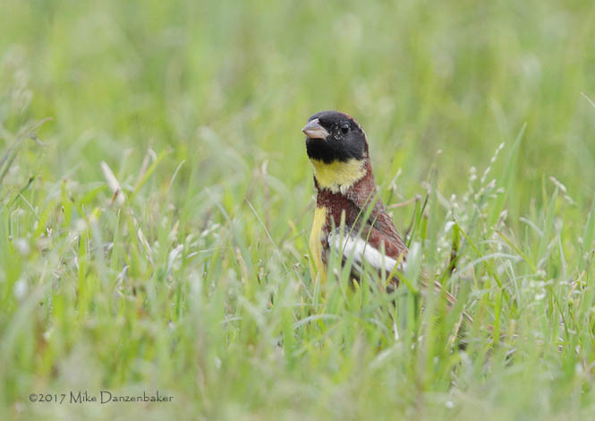Yellow-breasted Bunting (Emberiza aureola) photo
