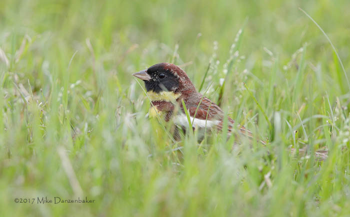 Yellow-breasted Bunting (Emberiza aureola) photo