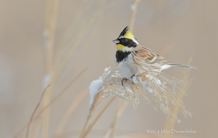 Yellow-throated Bunting (Emberiza elegans) photo