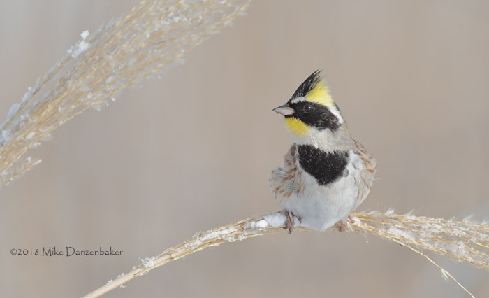 Yellow-throated Bunting (Emberiza elegans) photo