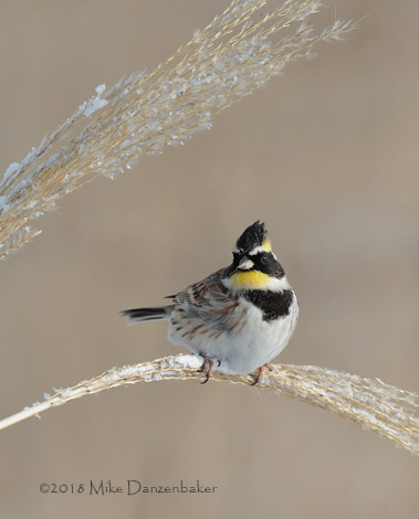 Yellow-throated Bunting (Emberiza elegans) photo