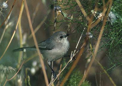 Bushtit (Psaltriparus minimus) photo