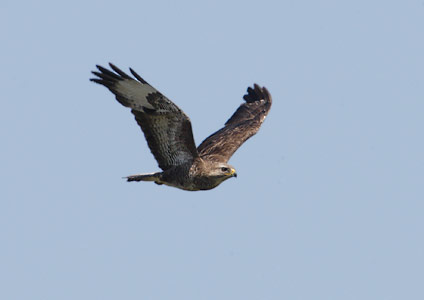 Common Buzzard (Buteo buteo) photo