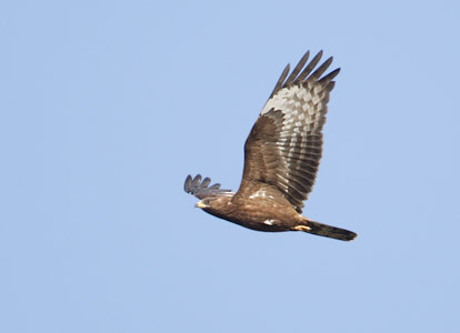 European Honey-Buzzard (Pernis apivorus) photo