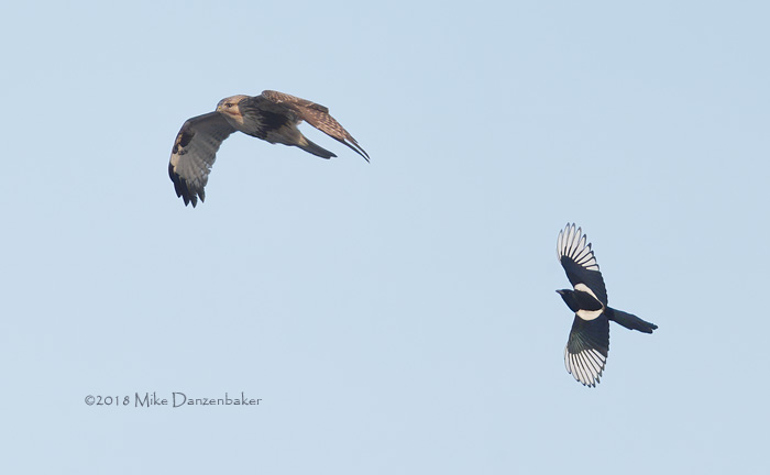 Eastern Buzzard (Buteo japonicus) photo