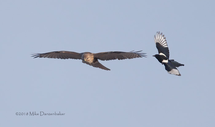 Eastern Buzzard (Buteo japonicus) photo
