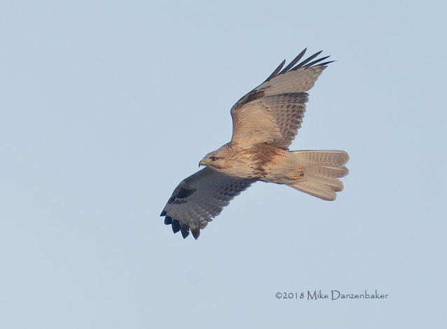 Eastern Buzzard (Buteo japonicus) photo