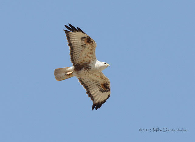 Long-legged Buzzard (Buteo rufinus) photo