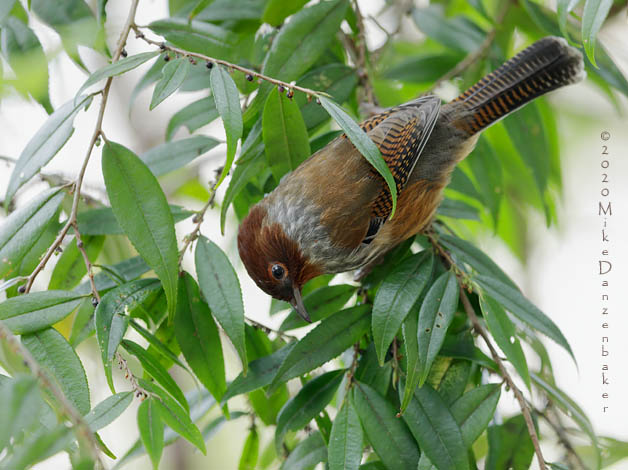 Taiwan Barwing (Actinodura morrisoniana) photo