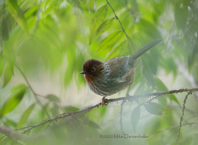 Taiwan Barwing (Actinodura morrisoniana) photo