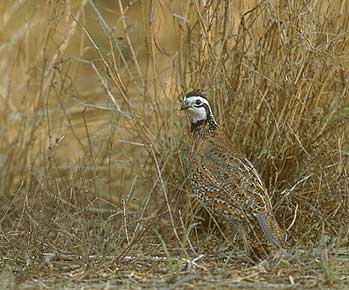 Northern Bobwhite (Colinus virginianus) photo image