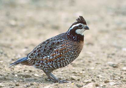 Northern Bobwhite (Colinus virginianus) photo image