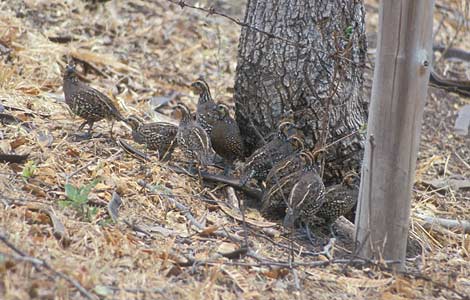 Spot-bellied Bobwhite (Colinus leucopogon) photo