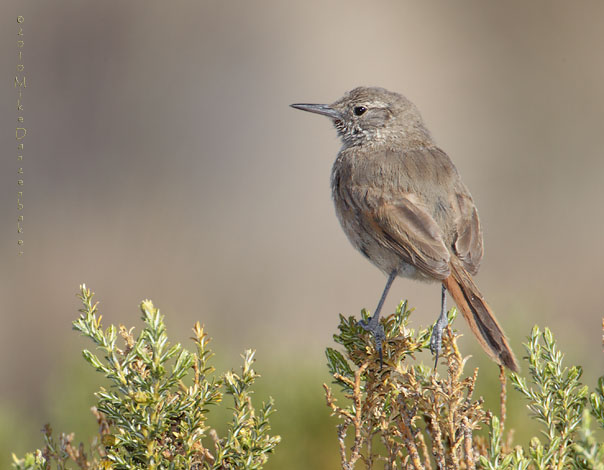 Cordilleran Canastero (Asthenes modesta) photo