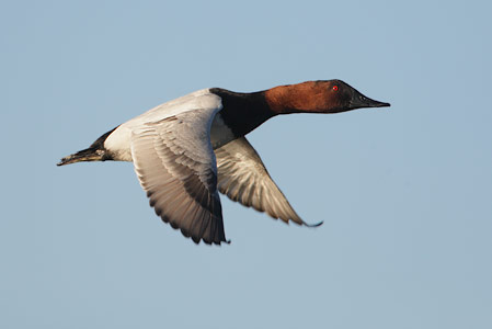 Canvasback (Aythya valisineria) photo