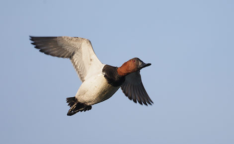 Canvasback (Aythya valisineria) photo
