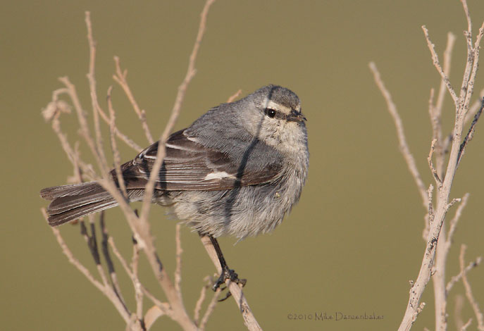 Cinereous Conebill (Conirostrum cinereum) photo
