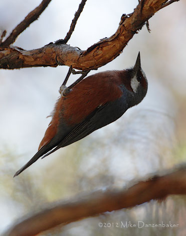 Giant Conebill (Oreomanes fraseri) photo