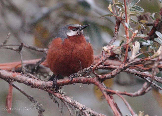 Giant Conebill (Oreomanes fraseri) photo