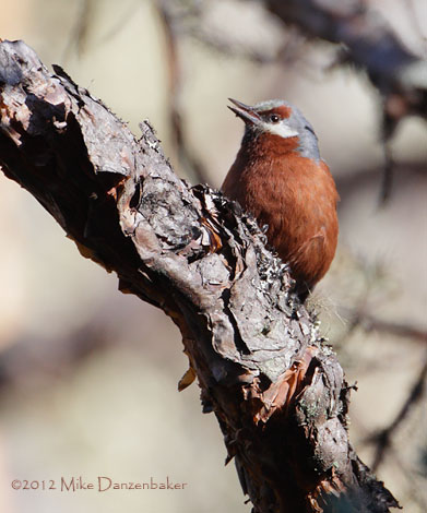 Giant Conebill (Oreomanes fraseri) photo