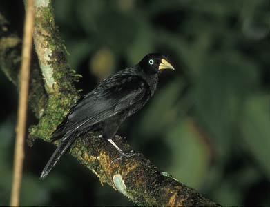 Scarlet-rumped Cacique (Cacicus uropygialis) photo