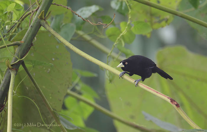 Yellow-billed Cacique (Amblycercus holosericeus) photo