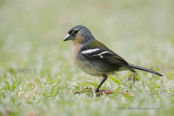 Common Chaffinch (Fringilla coelebs) photo