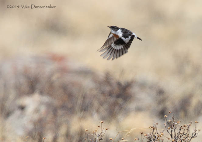 White-throated Bush Chat (Saxicola insignis) photo