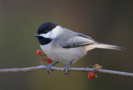 Carolina Chickadee (Poecile carolinensis) photo