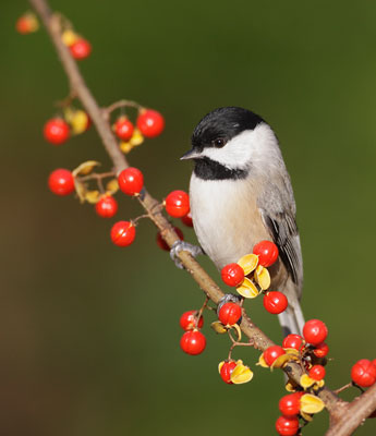 Carolina Chickadee (Poecile carolinensis) photo