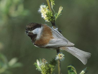 Chestnut-backed Chickadee (Poecile rufescens) photo image