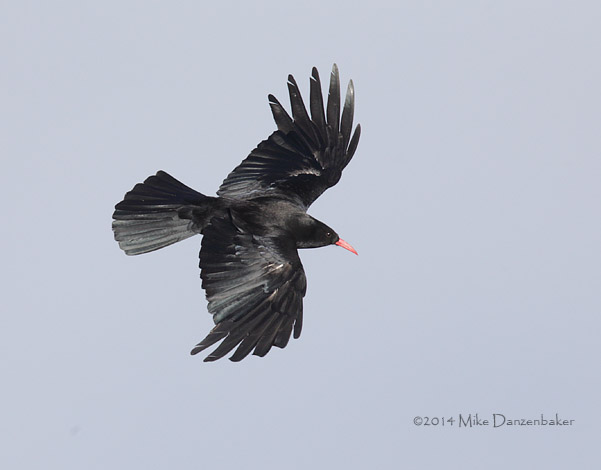Red-billed Chough (Pyrrhocorax pyrrhocorax) photo