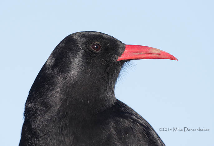 Red-billed Chough (Pyrrhocorax pyrrhocorax) photo
