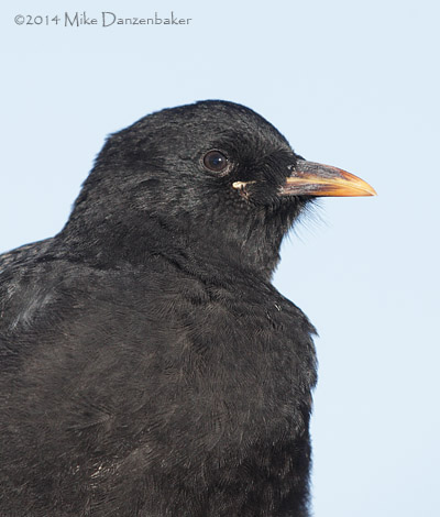 Red-billed Chough (Pyrrhocorax pyrrhocorax) photo