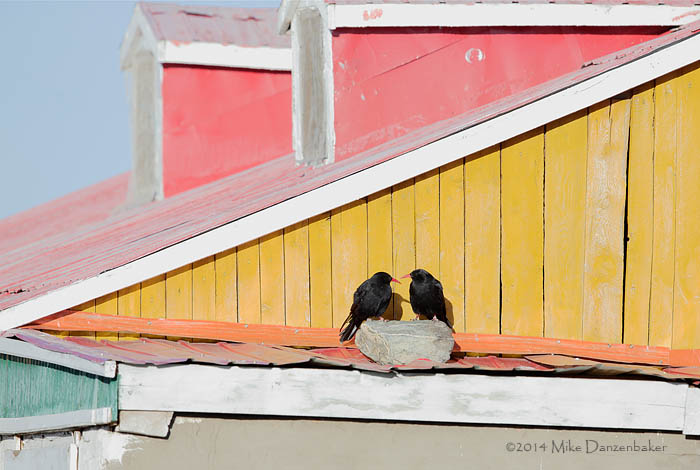 Red-billed Chough (Pyrrhocorax pyrrhocorax) photo