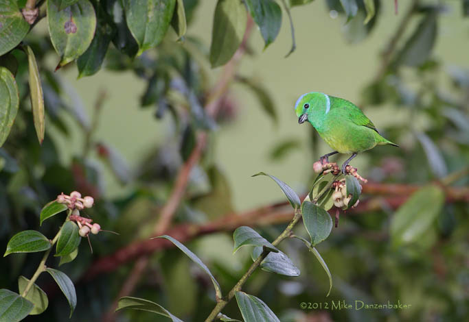 Golden-browed Chlorophonia (Chlorophonia callophrys) photo