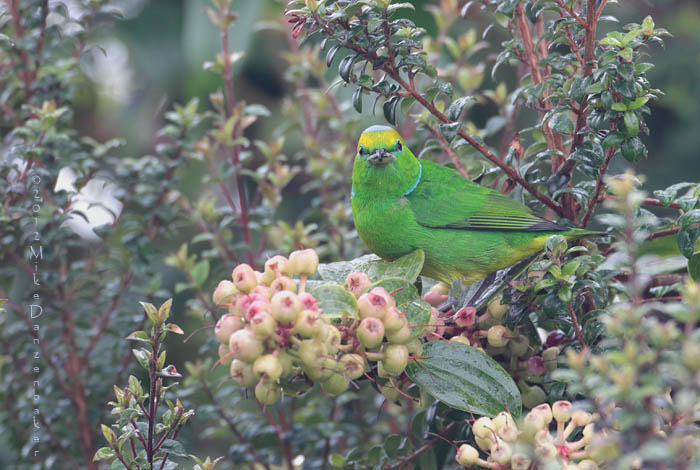 Golden-browed Chlorophonia (Chlorophonia callophrys) photo