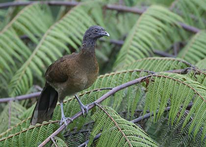 Gray-headed Chachalaca (Ortalis cinereiceps) photo