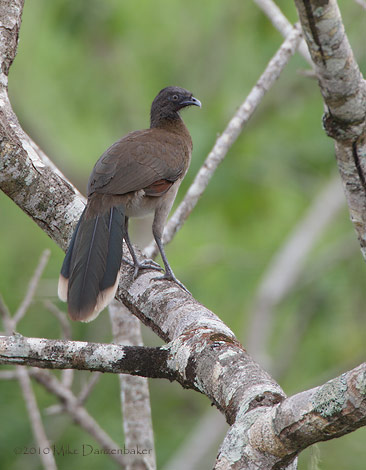 Gray-headed Chachalaca (Ortalis cinereiceps) photo